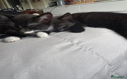 British Shorthair cats for sale: Kitten ready for forever homes  - Image 8