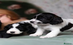 Cockapoo dogs for sale: UNIQUE SABLE BOY READY TO GO ✨ - Image 15