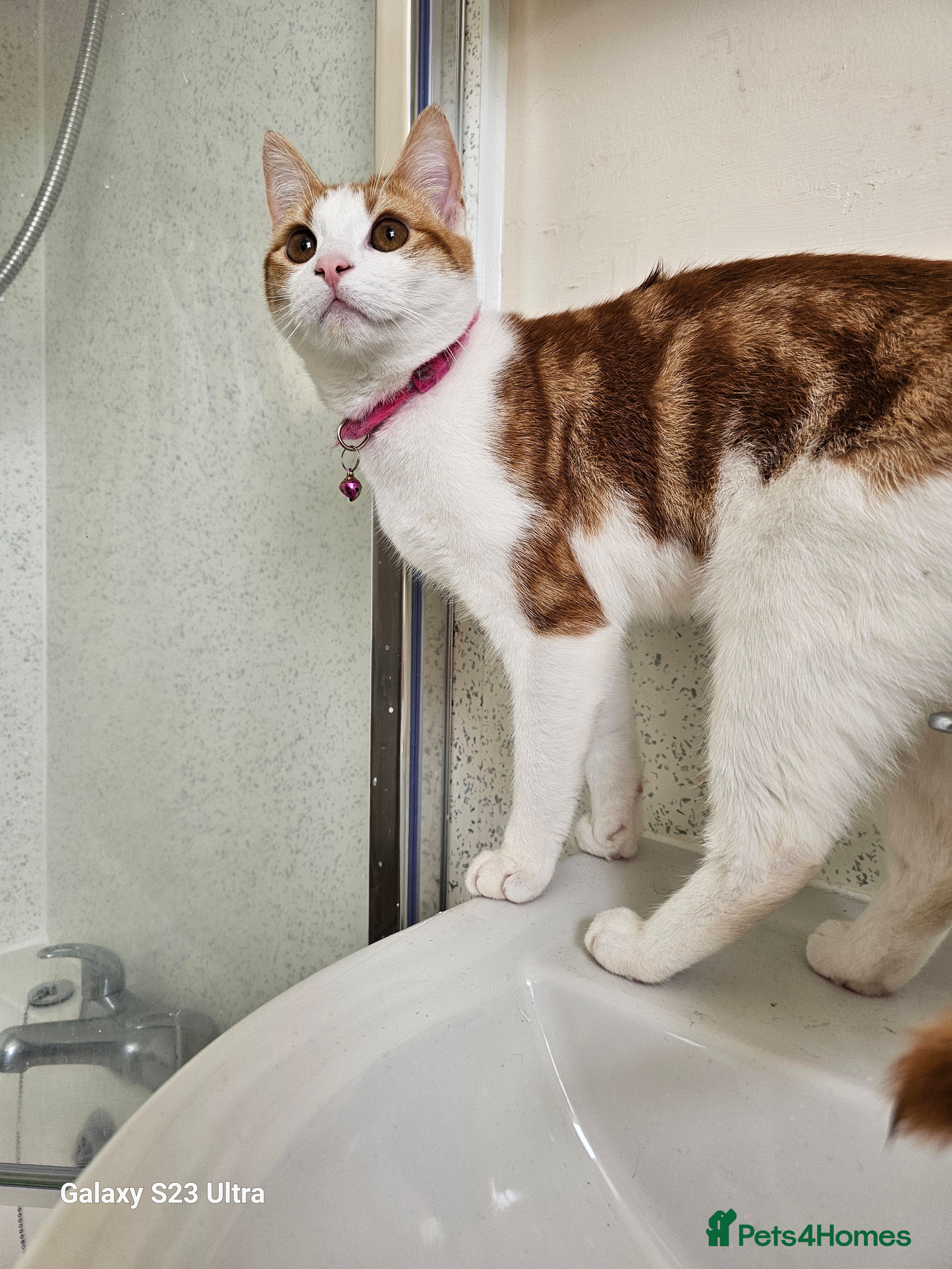 Mixed Breed cats 2 kittens - Advert 1