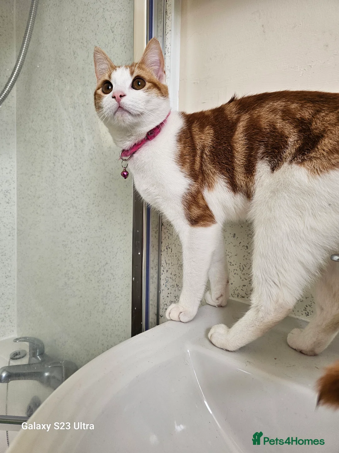 Mixed Breed cats for sale: 2 kittens - Advert 1