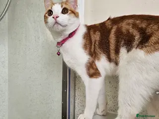 Mixed Breed cats 2 kittens - Advert 1