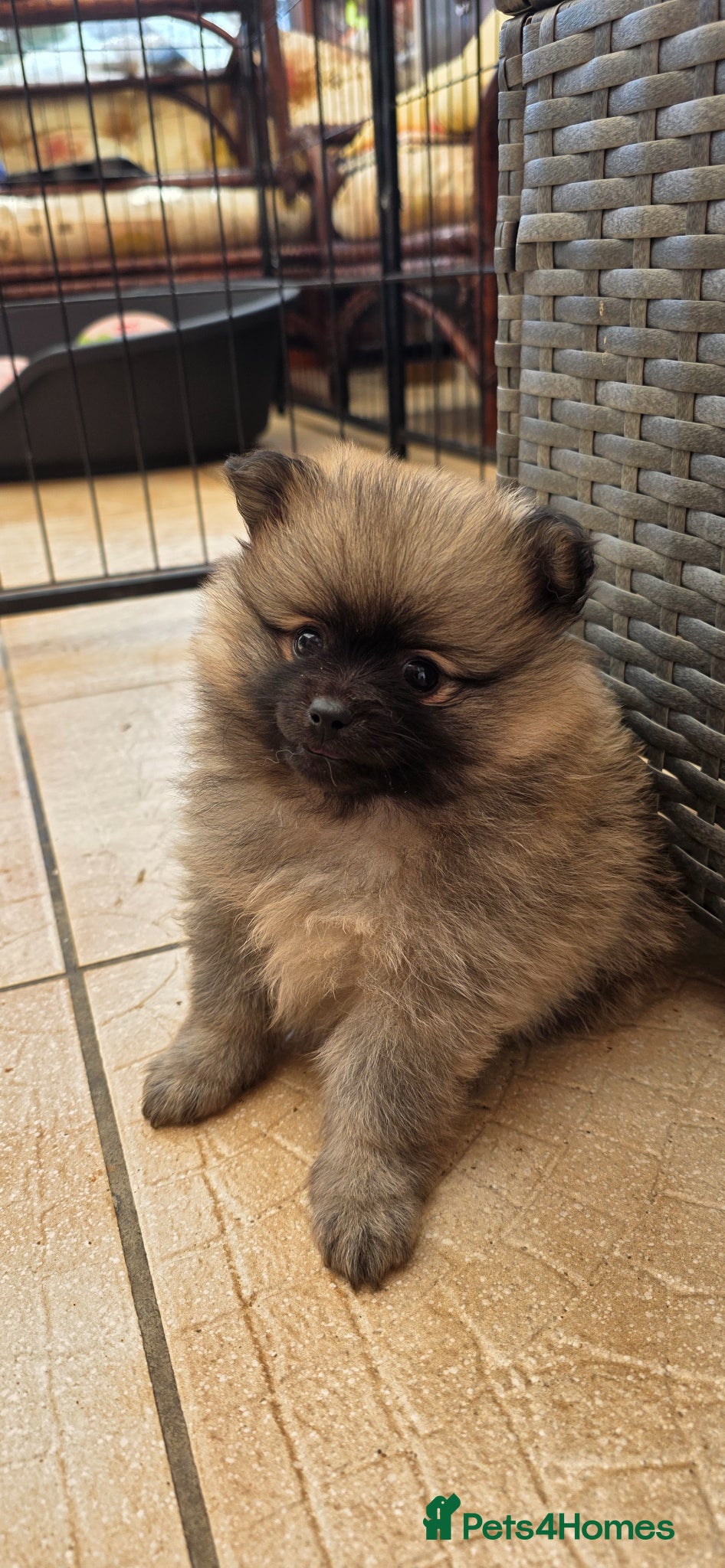 German Spitz dogs Beautiful german spitz - Advert 2