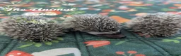Pygmy Hedgehog rodents for sale: African pygmy hedgehog babies - regularly for sale - Advert 1