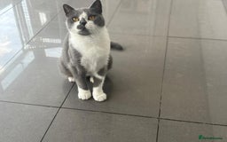 British Shorthair cats for sale: LOVING BLUE AND WHITE BI FEMALE  - Image 2