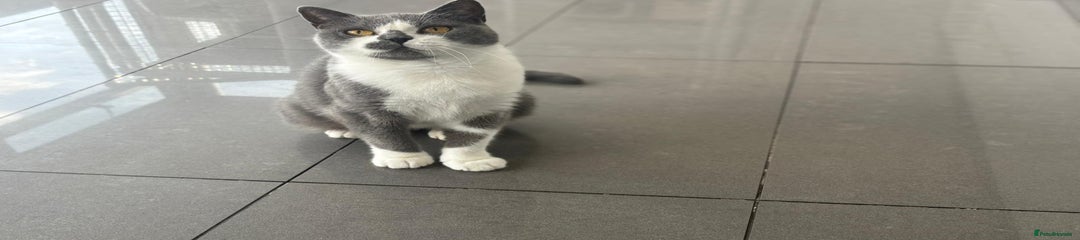 British Shorthair Kitten 1