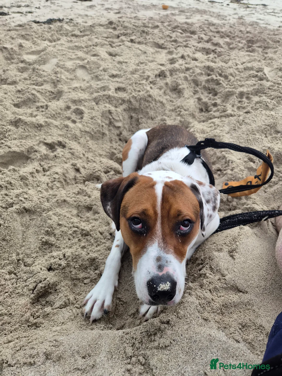 Mixed Breed dogs for sale: Rosie in Coatbridge - Advert 2