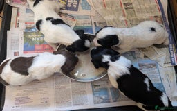 English Springer Spaniel dogs for sale: 8week old springer spaniels - Image 1