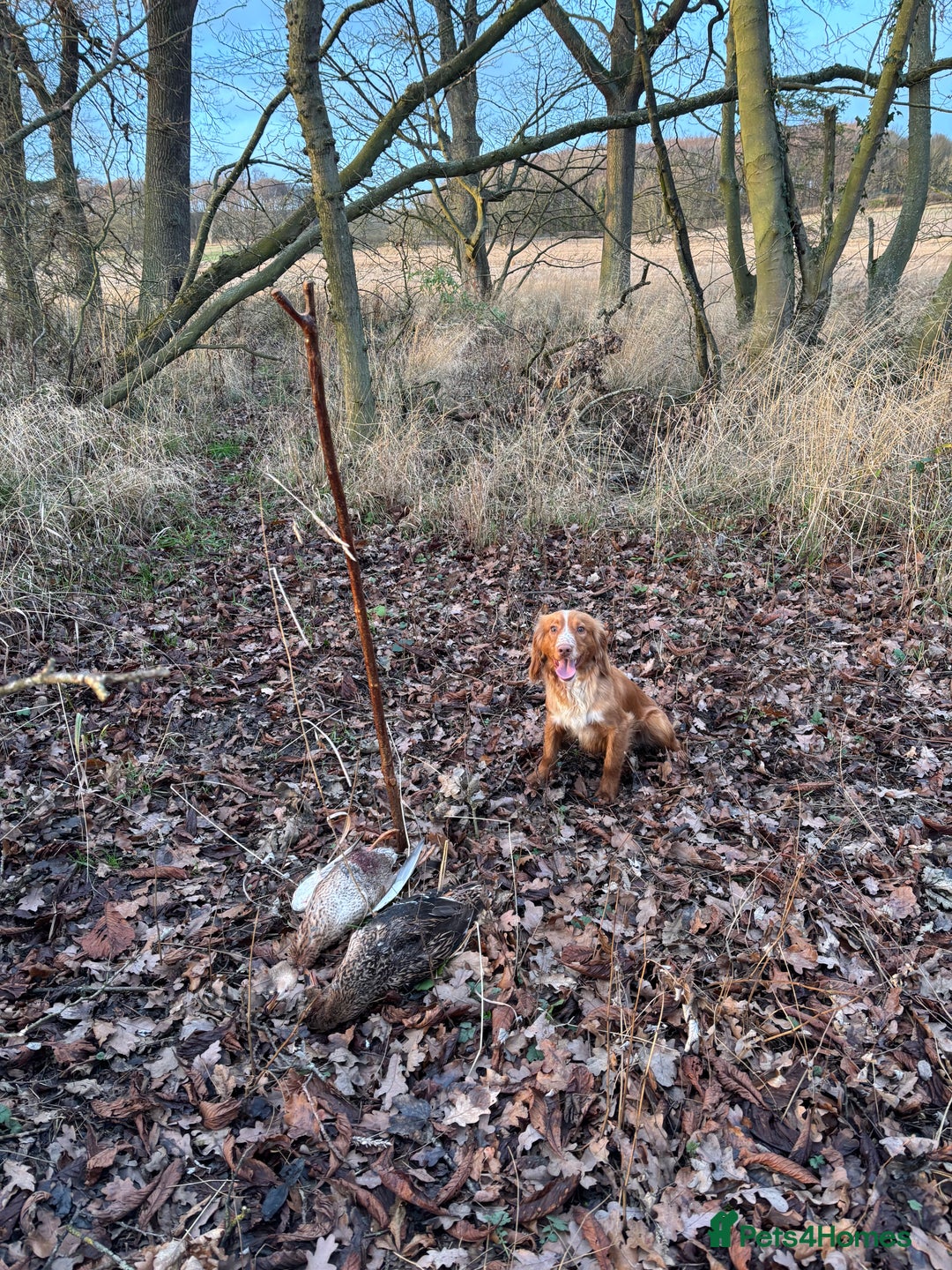 Cocker Spaniel dogs for sale: Kc reg cocker spaniel  - Advert 3