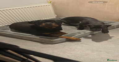 Rottweiler dogs - Advert 4