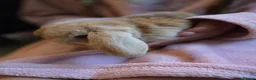 Mixed Breed rabbits for sale: 2 Mini lop x lion lop babies (boys).Price for both - Advert 4