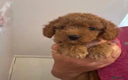 Cockapoo dogs for sale: cockapoo babies  - Image 12