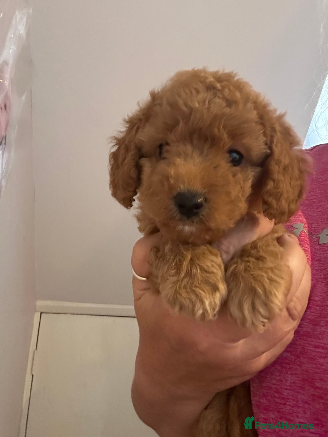 Cockapoo dogs for sale: cockapoo babies  - Image 12