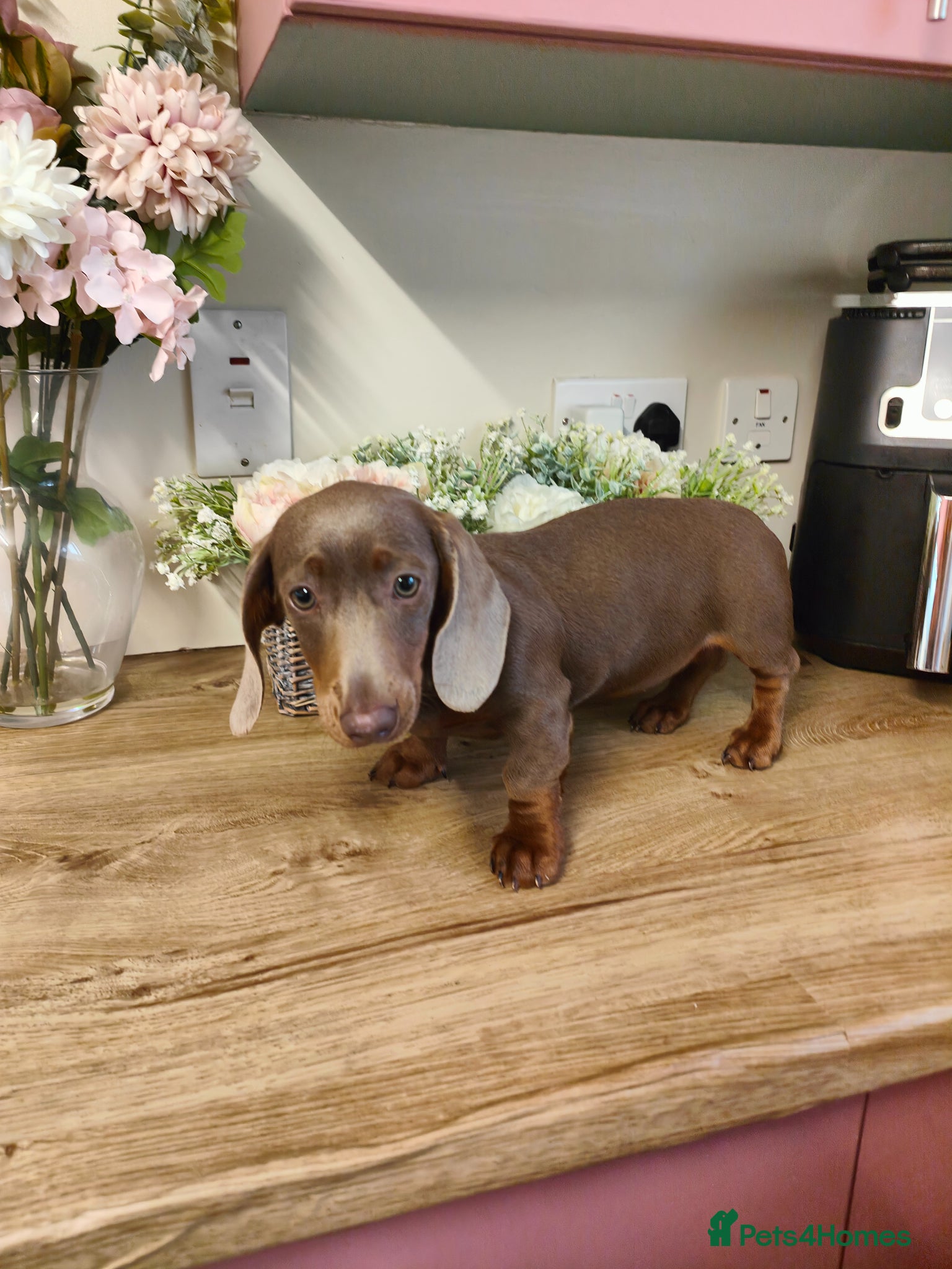 Dachshund dogs Cute little dachshund girl - Advert 15