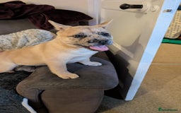 Mixed Breed dogs for sale: 3x Female French Bulldog X Chow Chow puppies.   - Advert 3