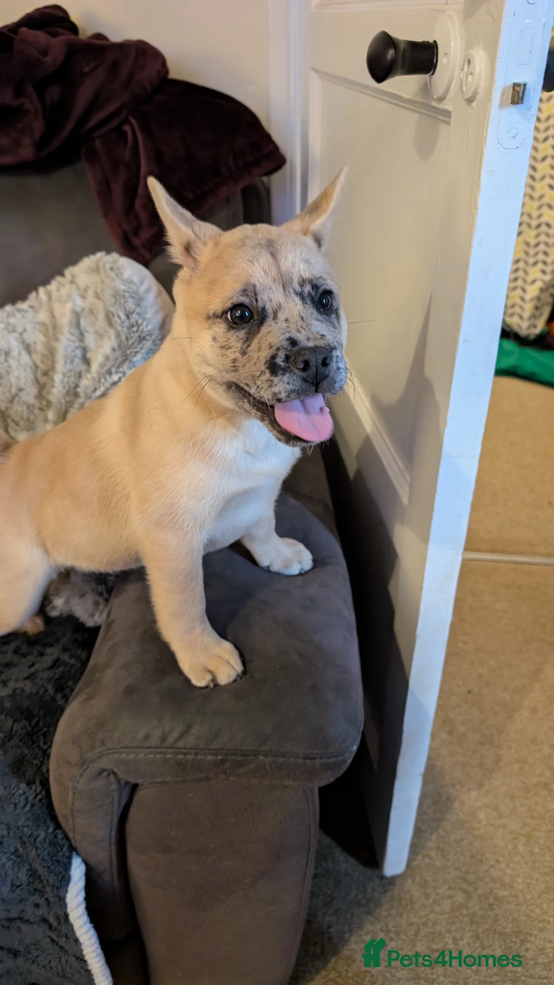 Mixed Breed dogs for sale: 3x Female French Bulldog X Chow Chow puppies.   - Advert 5