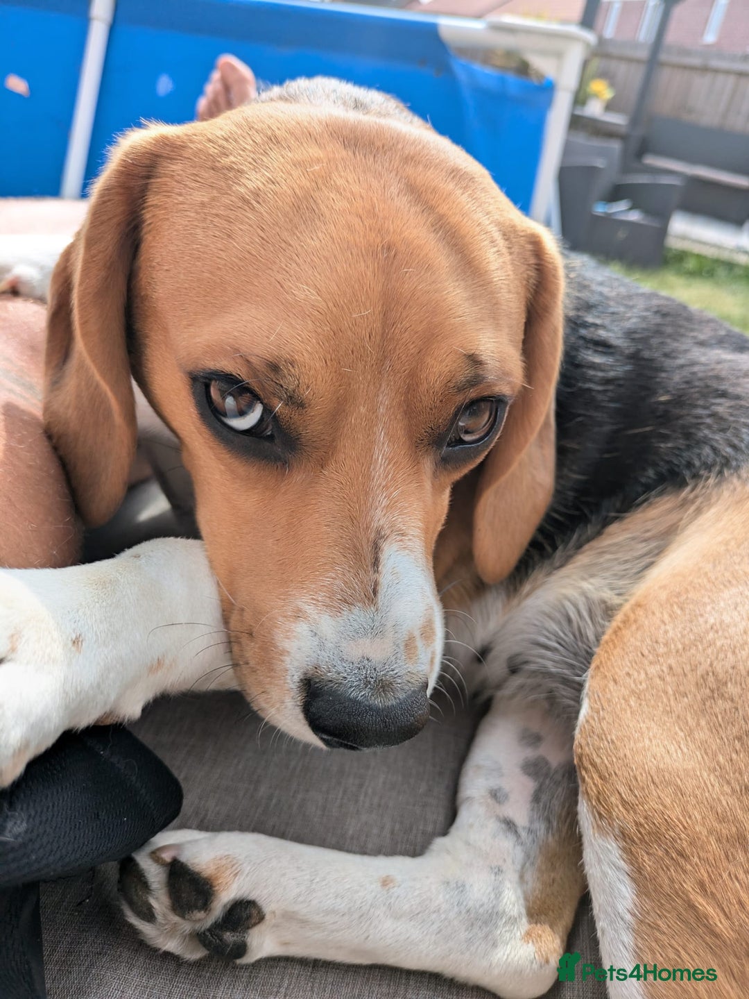 Beagle dogs for sale: Beautiful Beagle Girl – Loving Home Needed - Advert 3