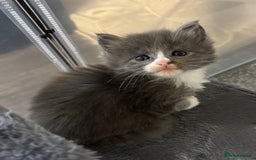 Maine Coon cats for sale: Beautiful RARE coloured Maine Coons - Image 19