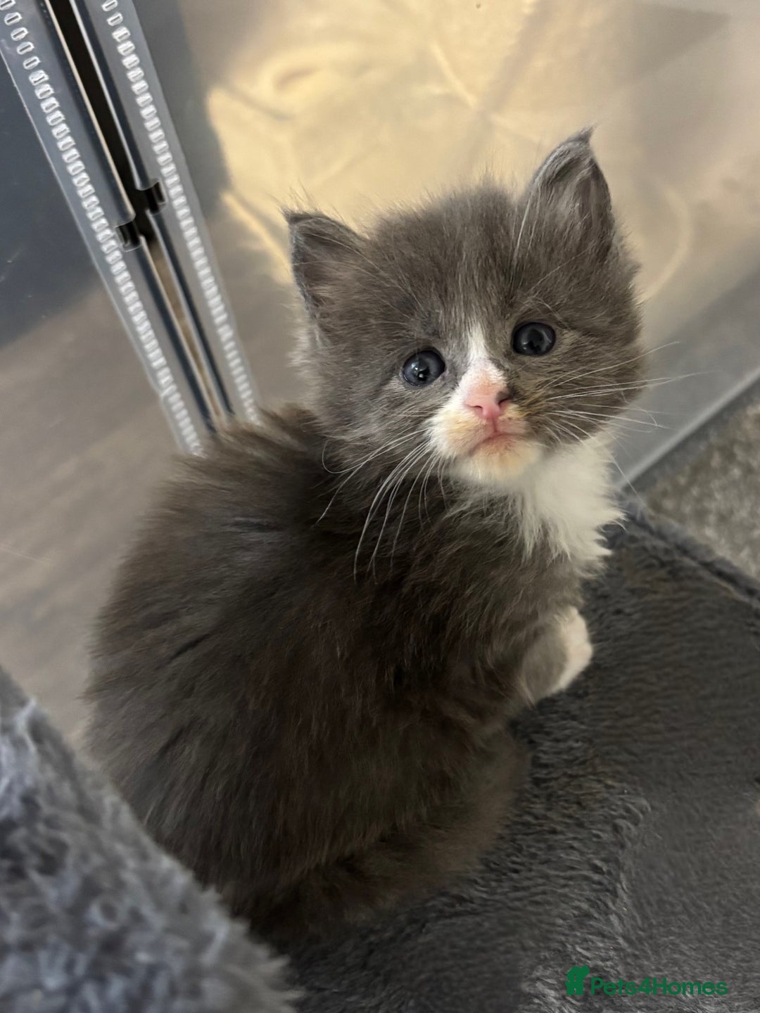 Maine Coon cats for sale: Beautiful RARE coloured Maine Coons - Image 19