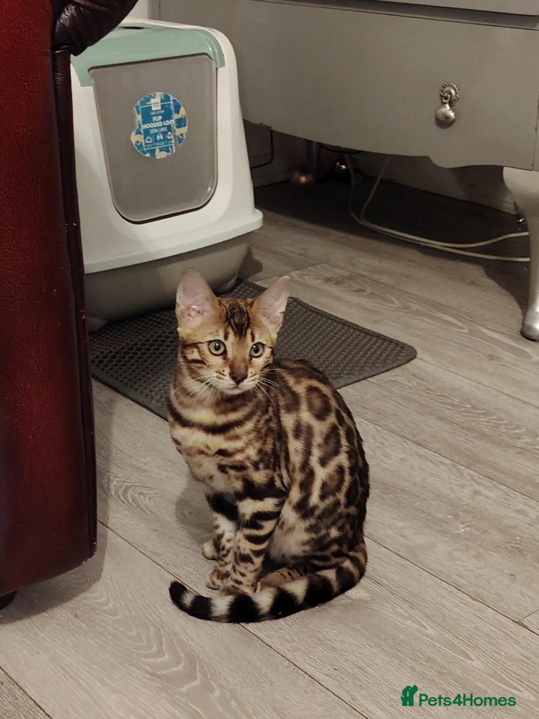 Bengal cats for sale: 2 Lovely TICA registered Bengal Kittens - Advert 2