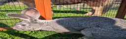 Continental Giant rabbits for sale: Male Chinchilla Continental Giant Rabbit  - Advert 3