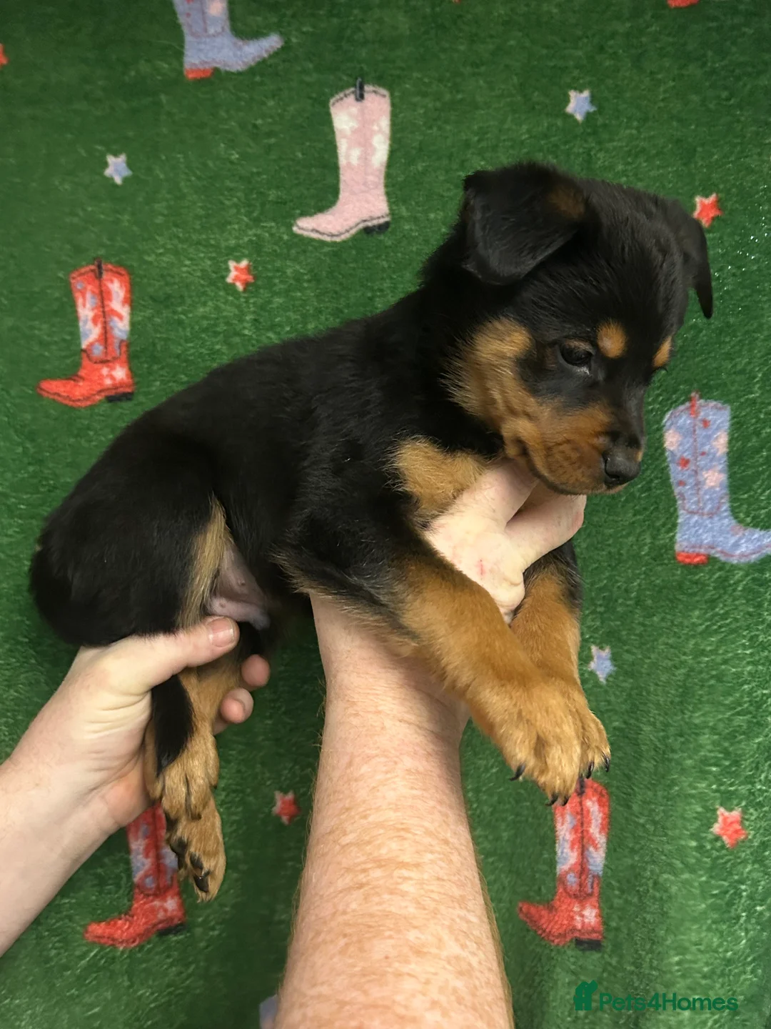 Mixed Breed dogs for sale: Swiss Shepherd Rottweiler mix - Advert 13