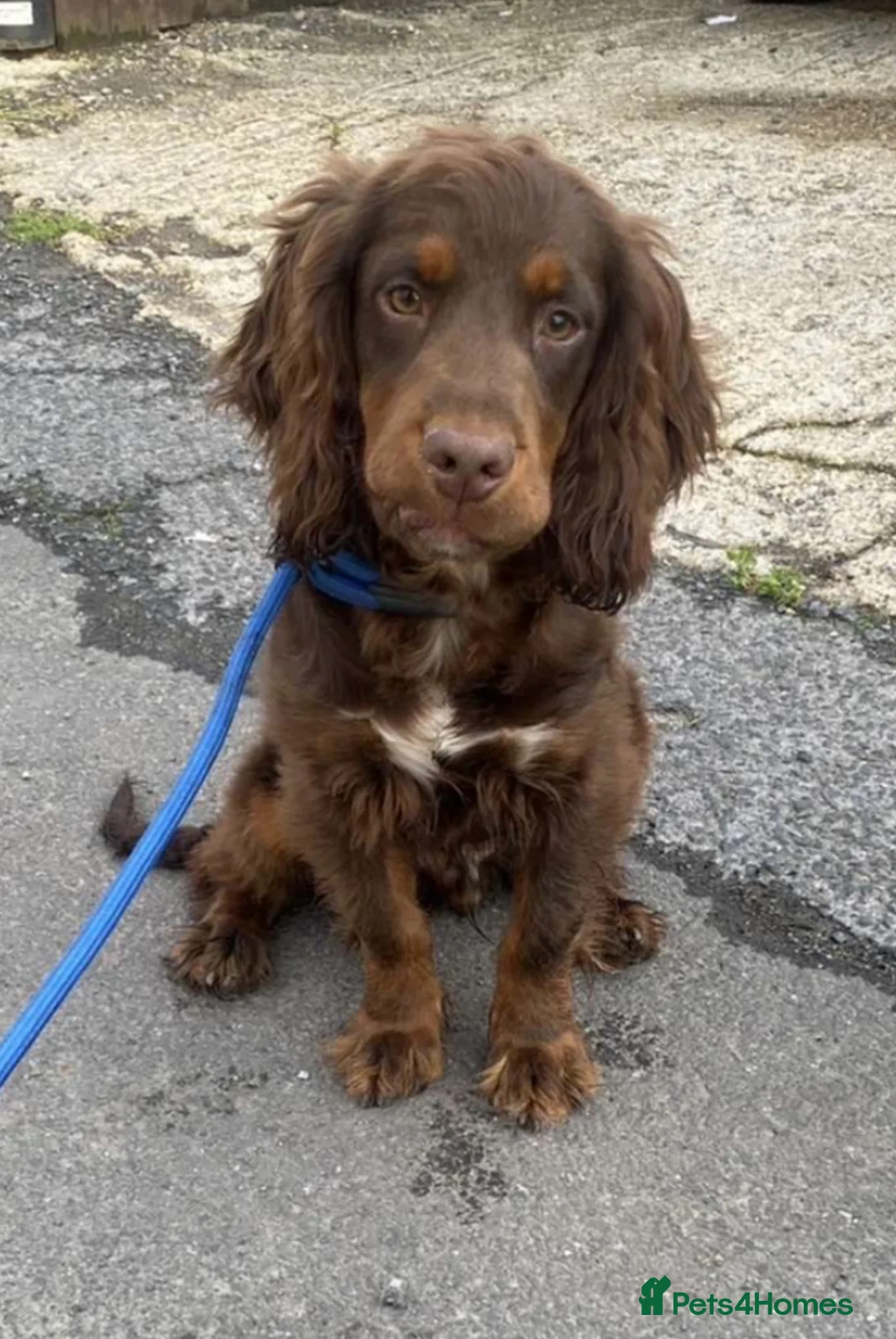 Cocker Spaniel dogs for sale: Cocker spaniel puppies  - Advert 11