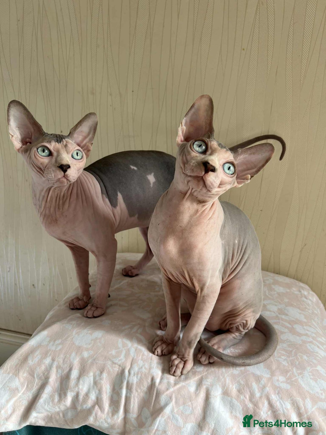 Sphynx cats for sale: 4 Beautiful sphynx kittens available - Image 12
