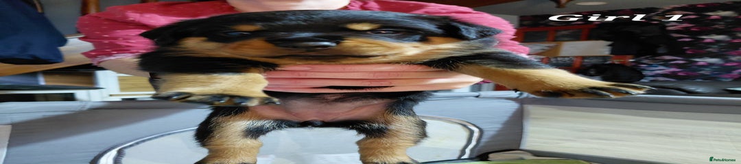 Rottweiler Puppy 4