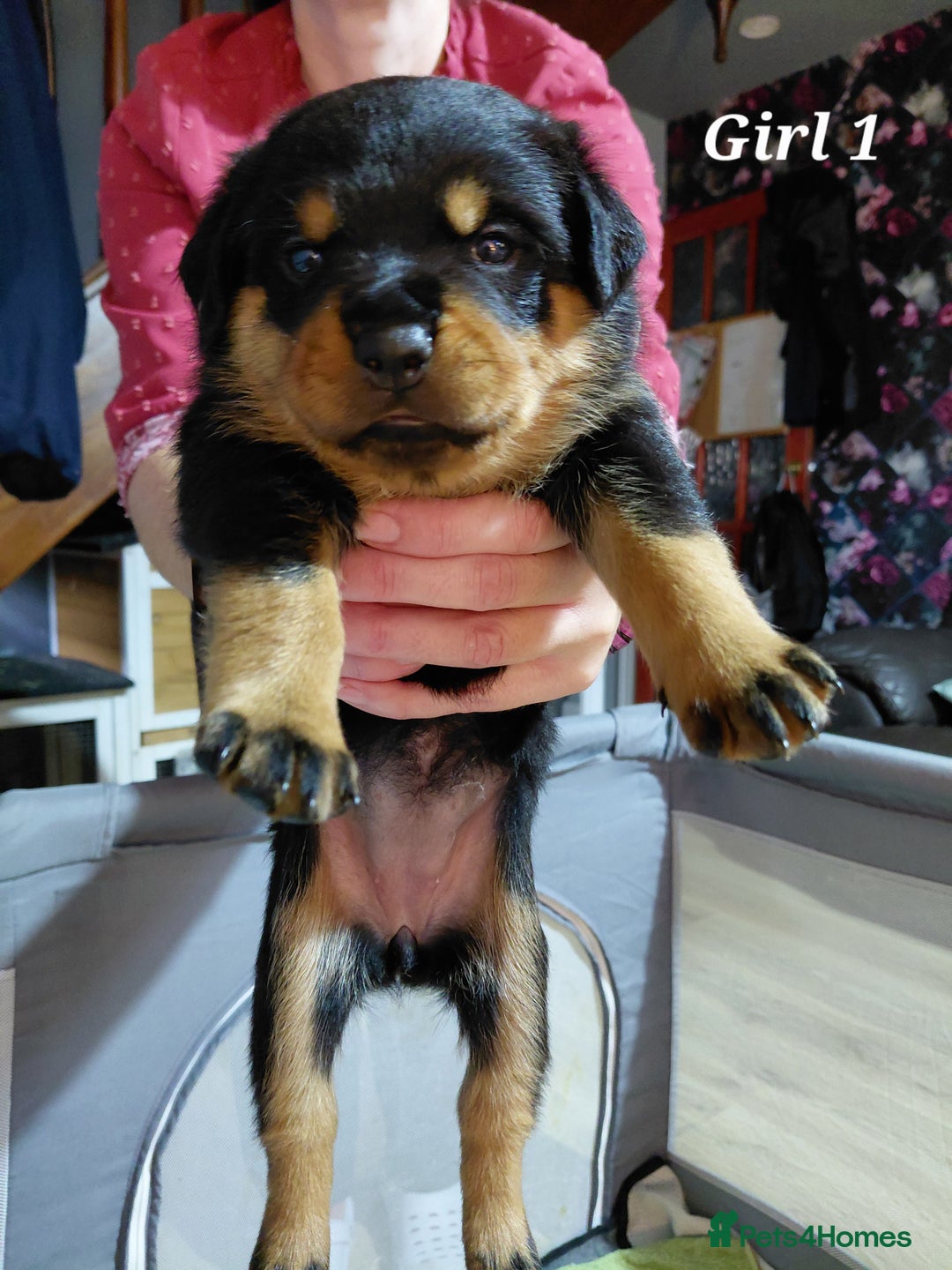 Rottweiler dogs for sale: Elite German Bloodline Rottweiller Puppies - Image 14
