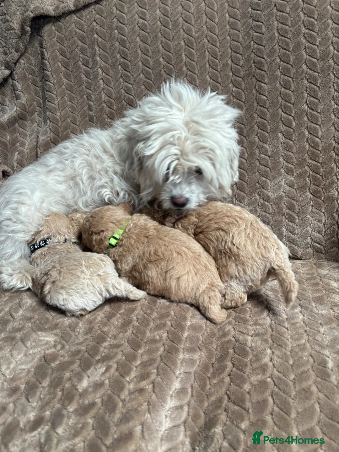 Maltipoo dogs for sale: F1 maltipoo  - Advert 2