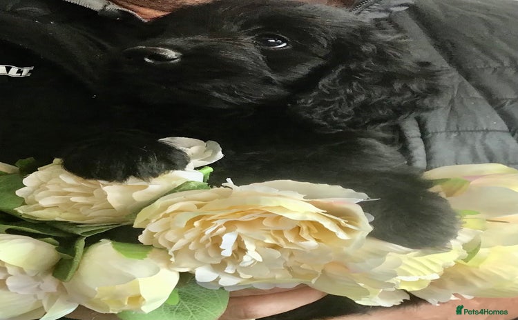 Cocker Spaniel dogs - Advert 7