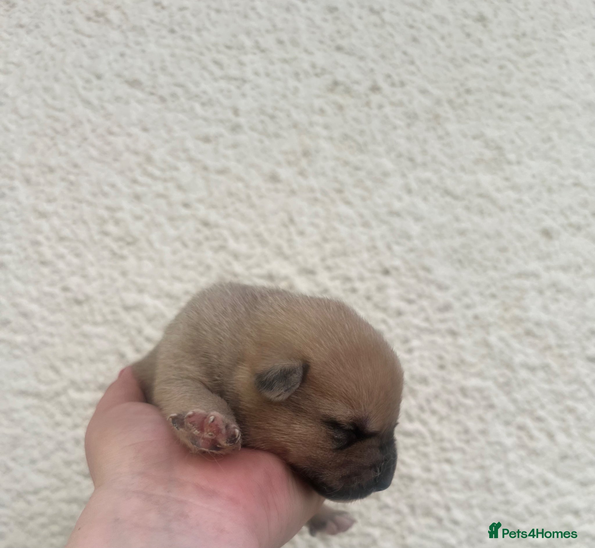 Mixed Breed dogs for sale: 7 beautiful Malkita x puppies with unique colours  - Advert 15