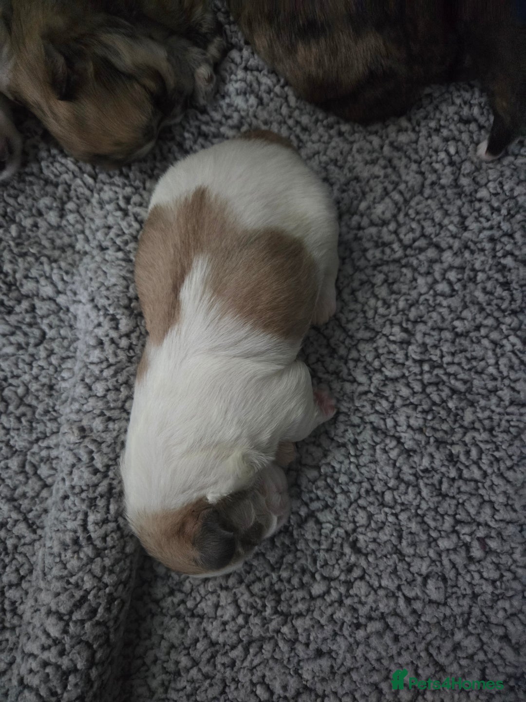 Shih Tzu dogs for sale: Imperial shih tzu puppies  - Advert 5