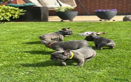 French Bulldog dogs for sale: 2 left Ready for FOREVER Home🏡French Bulldog 🐶🐾 in Preston - Image 16