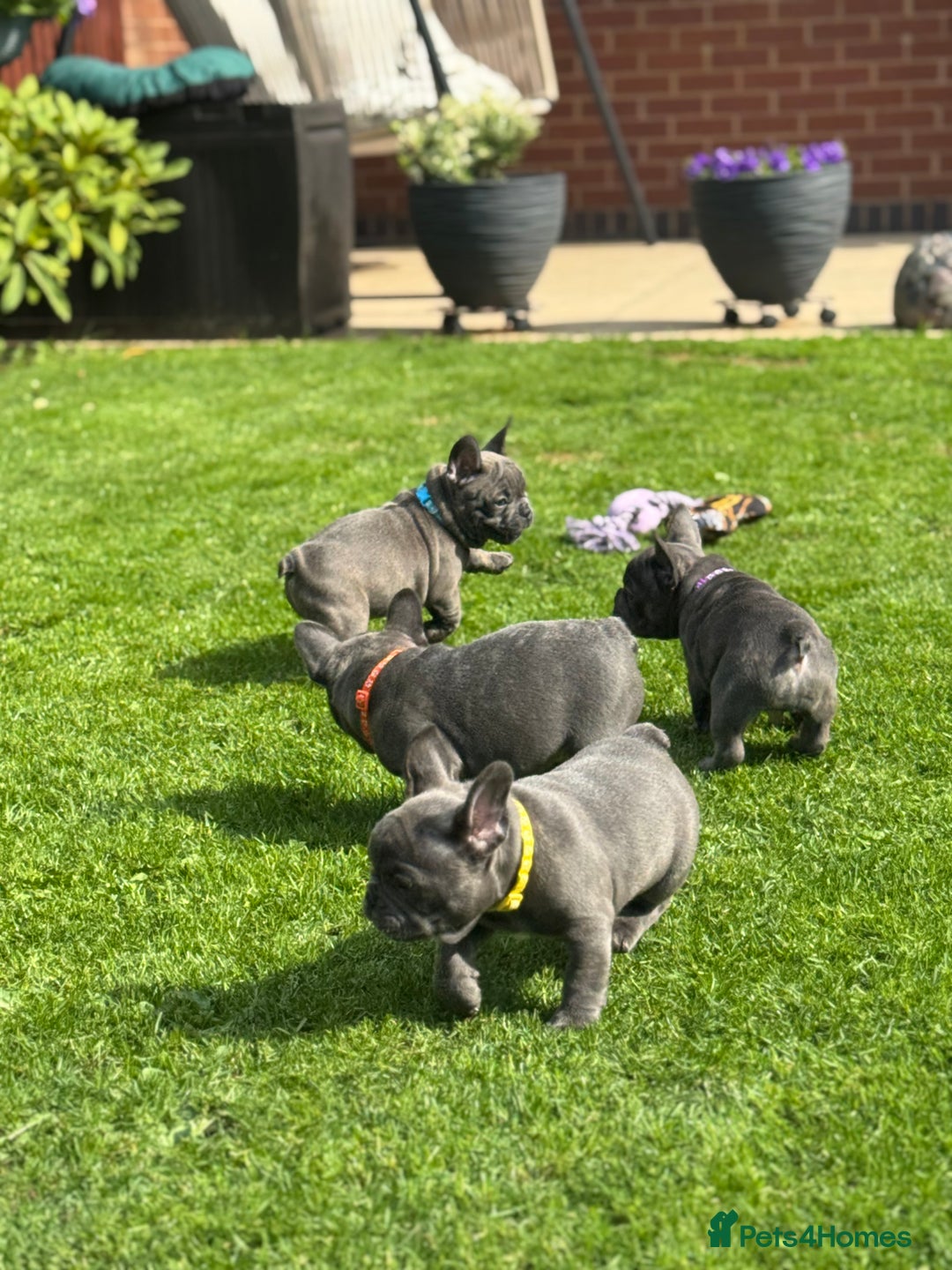 French Bulldog dogs for sale: 2 left Ready for FOREVER Home🏡French Bulldog 🐶🐾 in Preston - Image 16