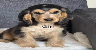Cocker Spaniel dogs - Advert 5