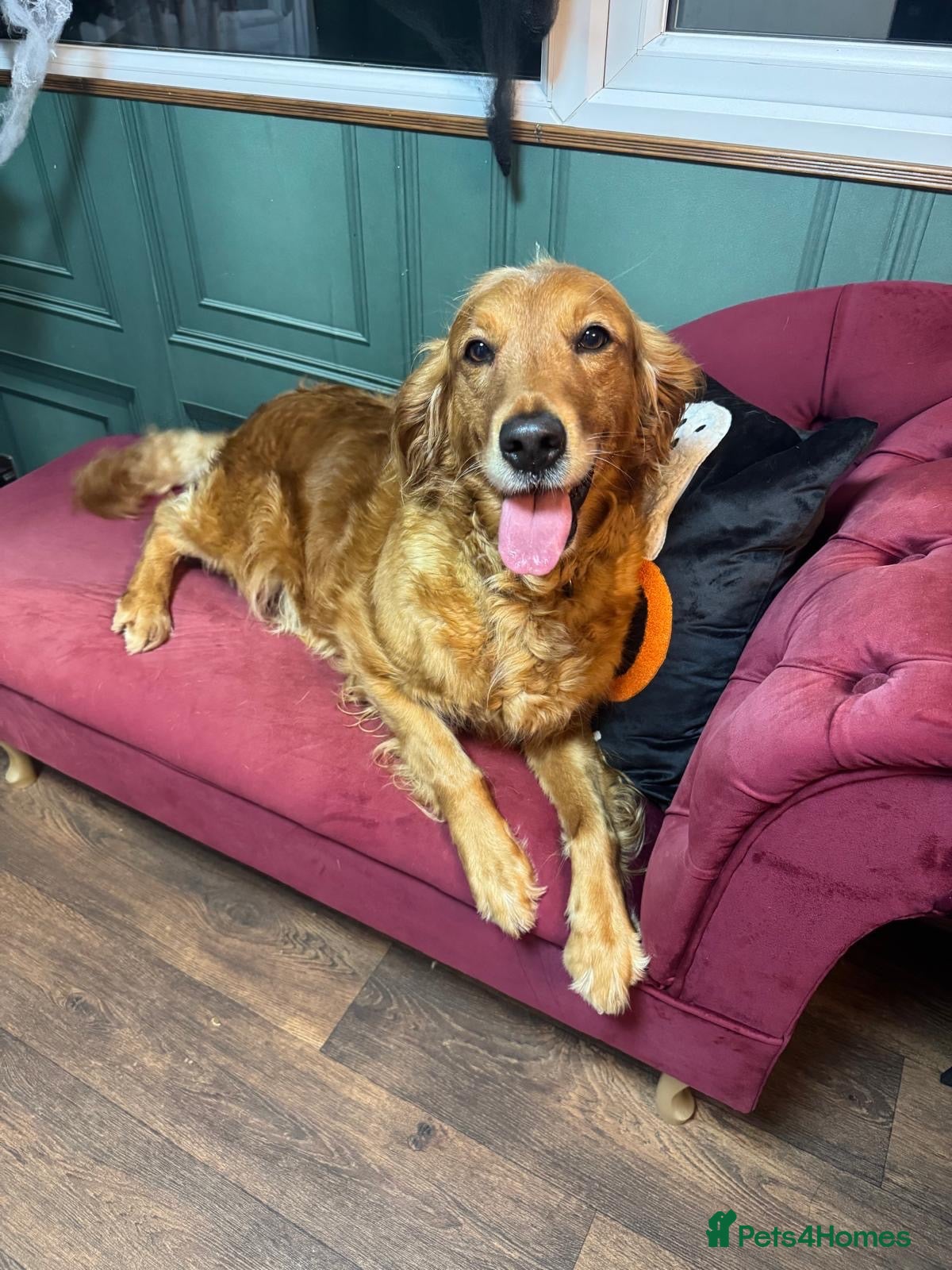 Golden Retriever dogs 🐶 DUE SOON GOLDEN RETRIEVER PUPPYS 🐶 - Advert 1