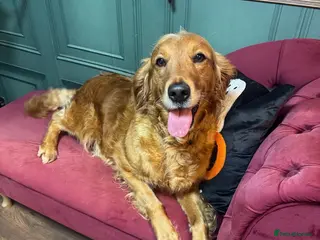 Golden Retriever dogs 🐶 DUE SOON GOLDEN RETRIEVER PUPPYS 🐶 - Advert 1