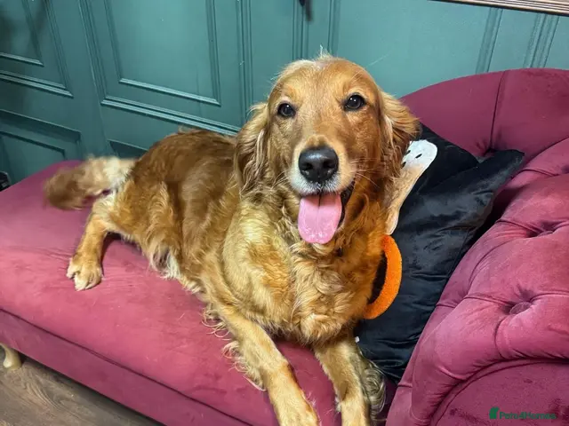 Golden Retriever dogs 🐶 DUE SOON GOLDEN RETRIEVER PUPPYS 🐶 - Advert 1