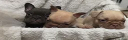 French Bulldog dogs for sale: French bulldog puppies  - Advert 14