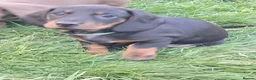 Dachshund dogs for sale: Beautiful Dachshund Puppies in Edinburgh - Advert 16