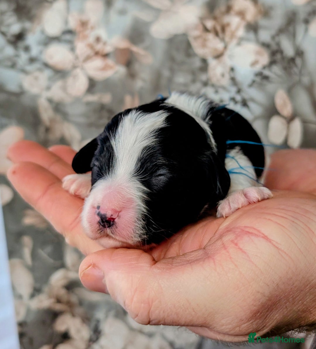 Cavapoo dogs for sale: ❤️F1 CAVAPOO BABIES❤️ HEALTH TESTED PARENTS!🐩 - Advert 12