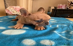 French Bulldog dogs for sale: French Bulldog Puppies 3 Male 4 Female  - Image 17