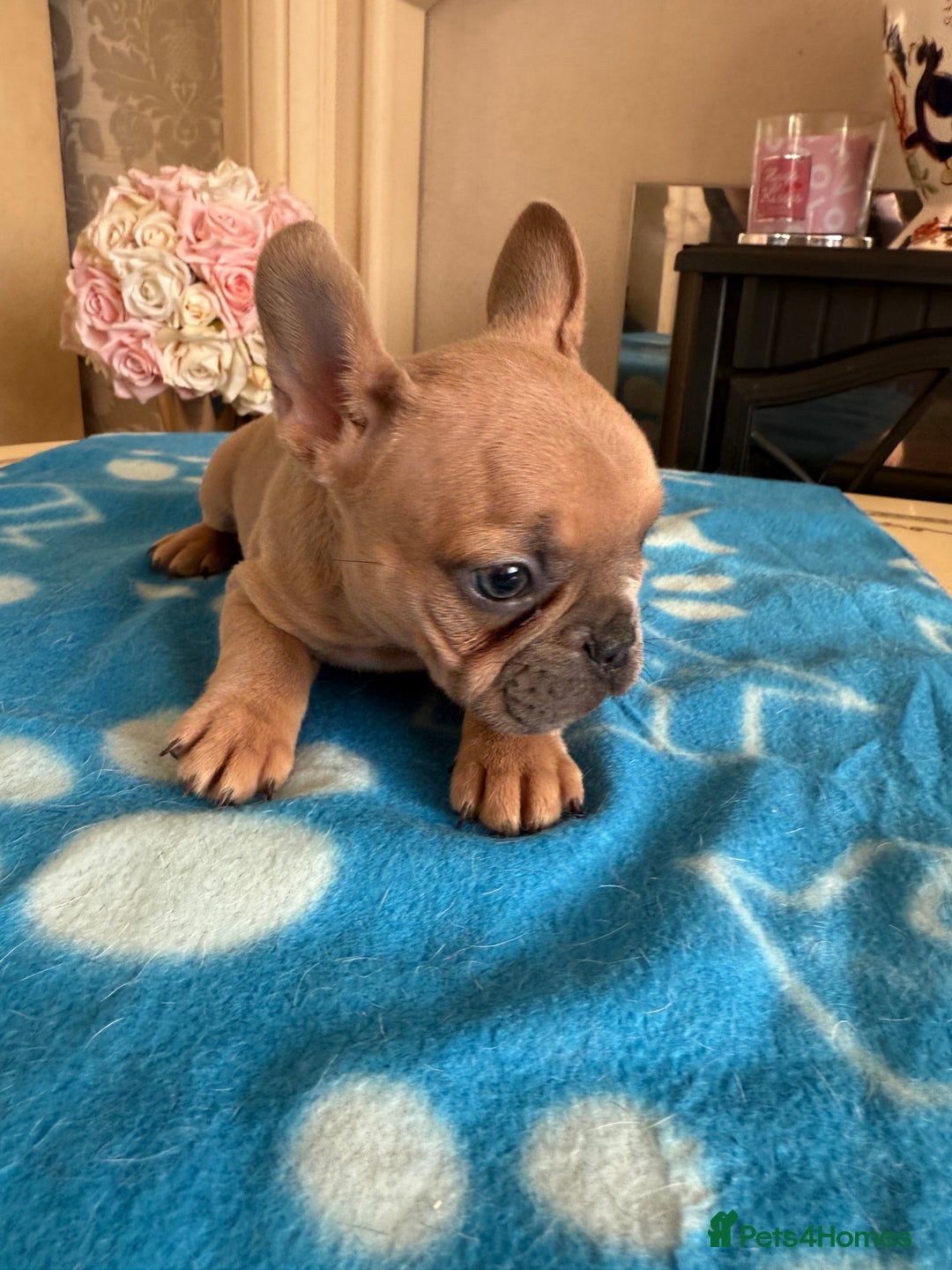 French Bulldog dogs for sale: French Bulldog Puppies 3 Male 4 Female  - Image 17