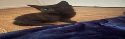 Brazilian Shorthair cats for sale: 3 Gorgeous Kittens  - Advert 11