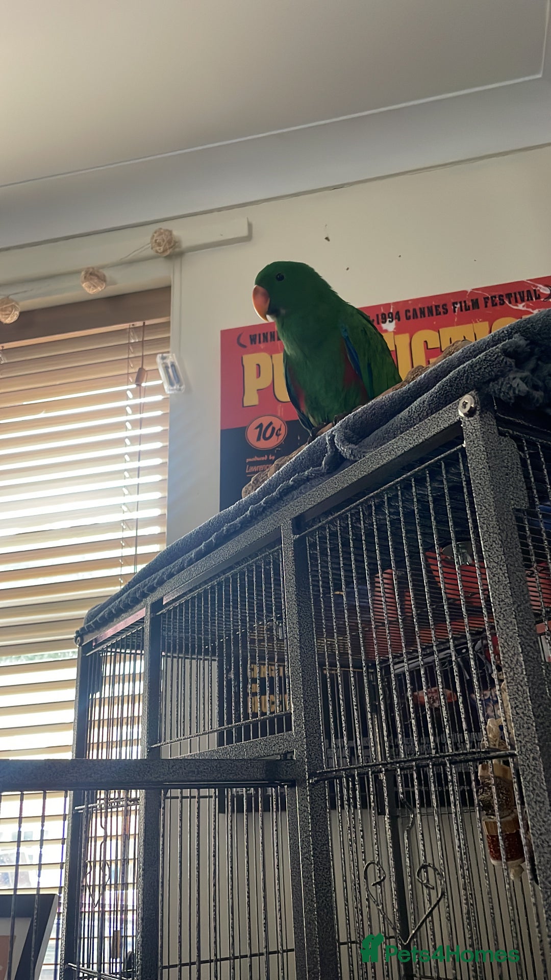 Parrots birds for sale: Male eclectus parrot  - Image 3