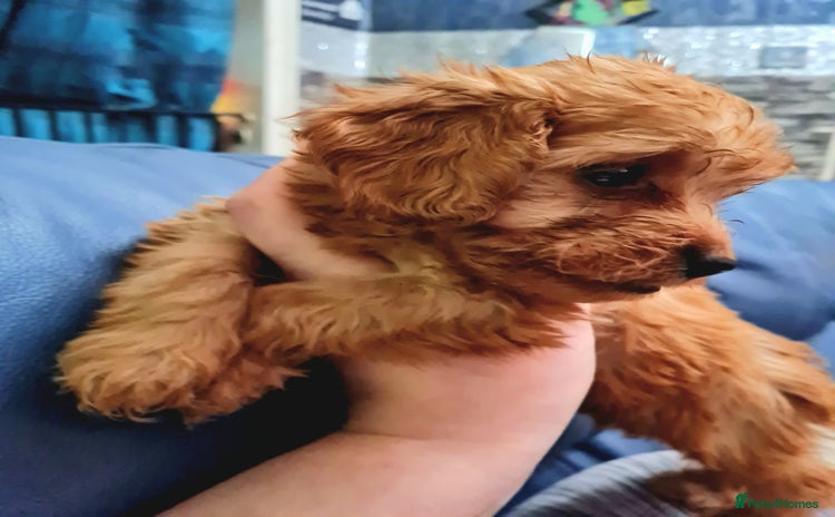 Cockapoo dogs - Advert 2