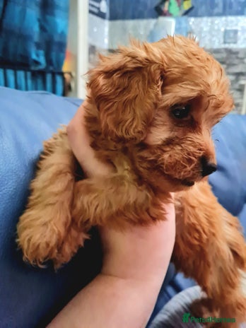 Cockapoo dogs - Advert 2