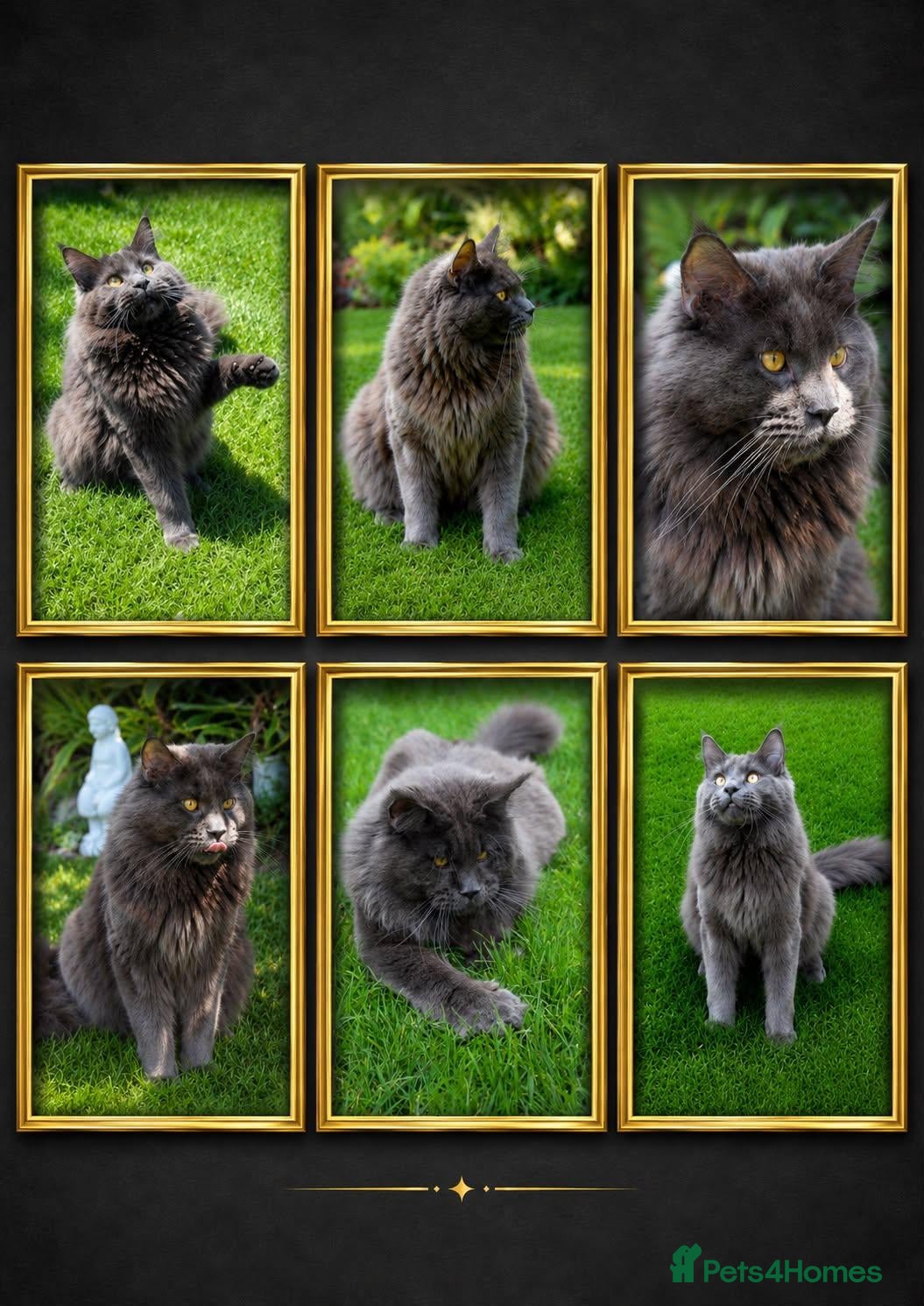 Maine Coon cats Maximus maine coon stud  - Advert 1