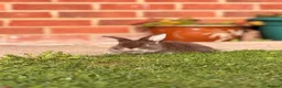 Mini Lop rabbits for sale: FREE to Loving home - Baby Female Mini Lop in Billingham - Advert 2